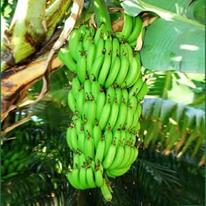 banane